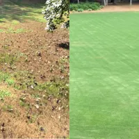 Before and after pictures of a lawn that's been treated for armyworms.